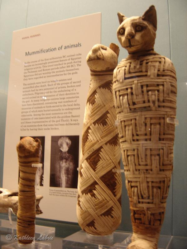 DSC02428.JPG - [en] Mummies of Cats   Mummies of cats at the British Museum. [fr] Momies de chats    Chats momifiés exposés au  British Museum . 